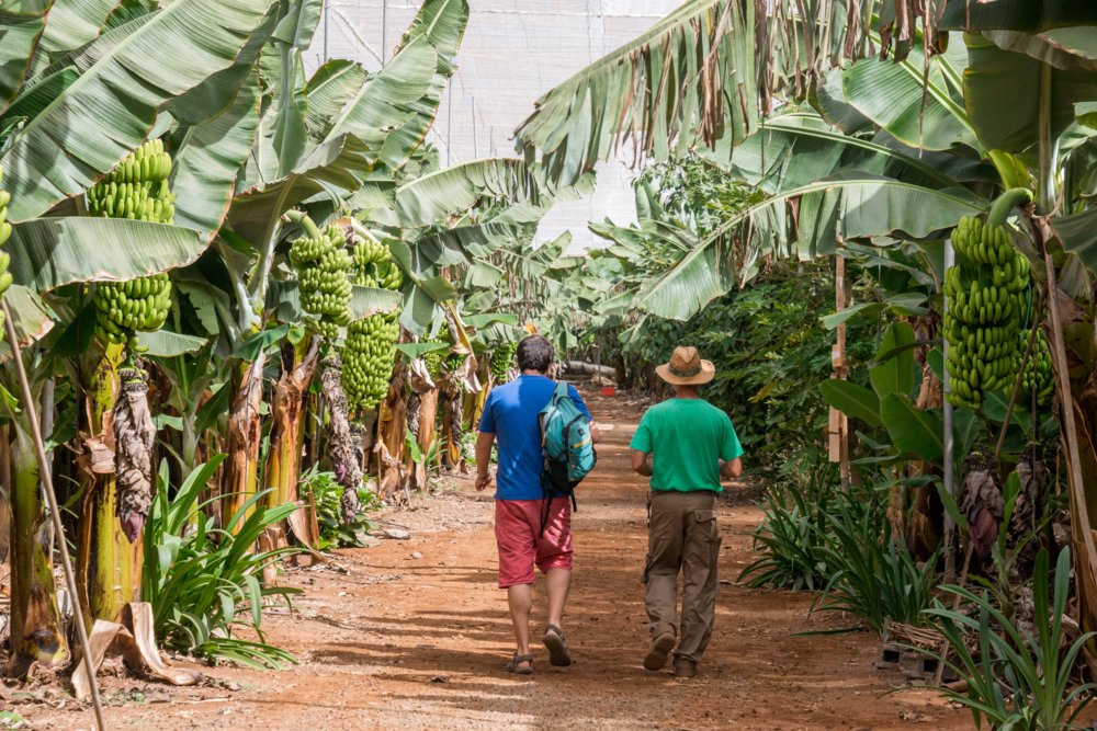 Finca de plataneras